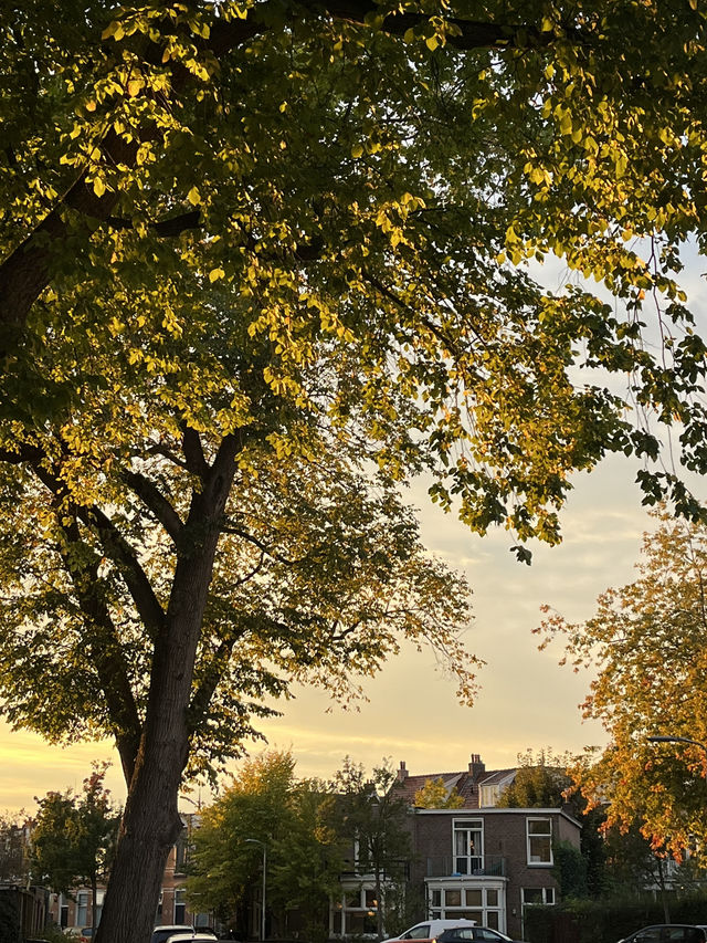 Autumn in the Netherlands🍂🤎🧡