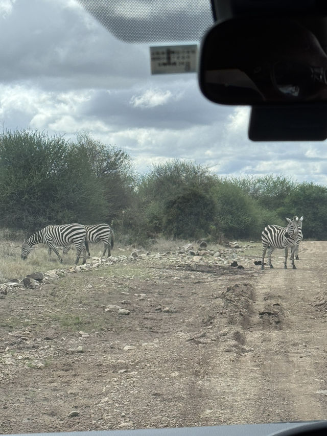 Wildlife in Nairobi🦒