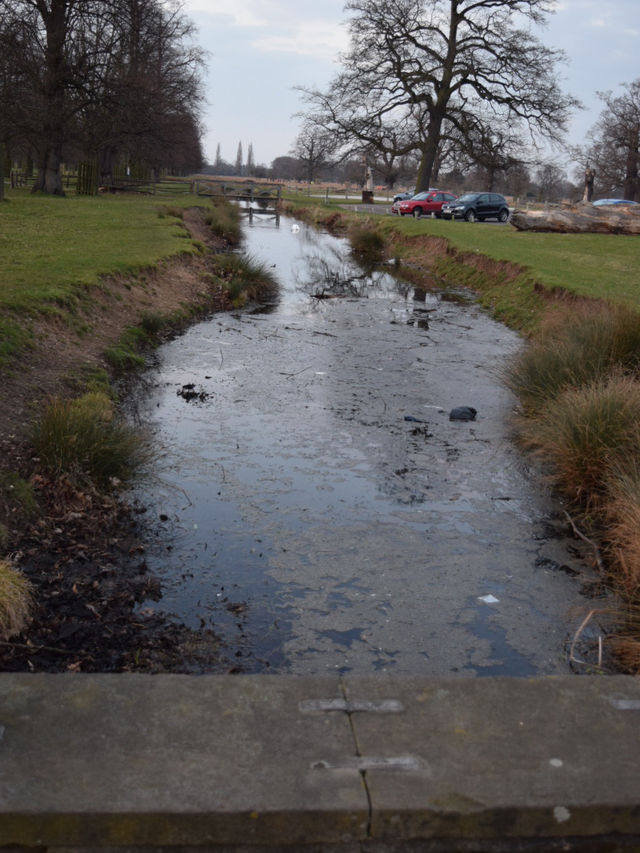 A Peaceful Day Trip to Richmond Park: London’s Countryside Escape 🌳
