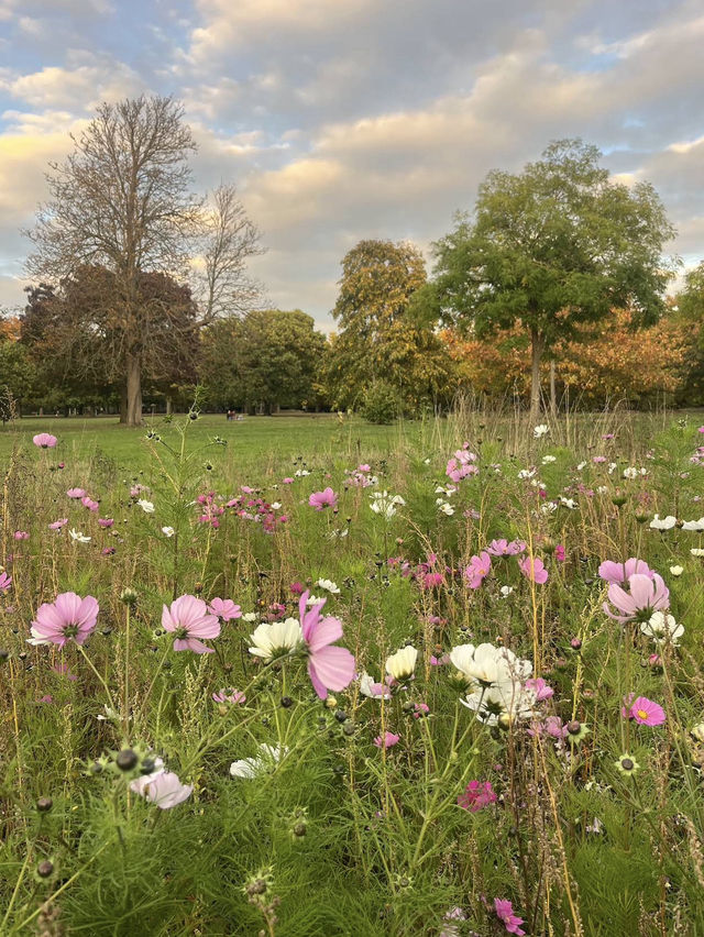 🍁 Walpole Park – Autumn Calm in the Heart of Ealing 🍂🦆 🍁 Walpole Park – Autumn Calm in the Heart of Ealing 🍂🦆