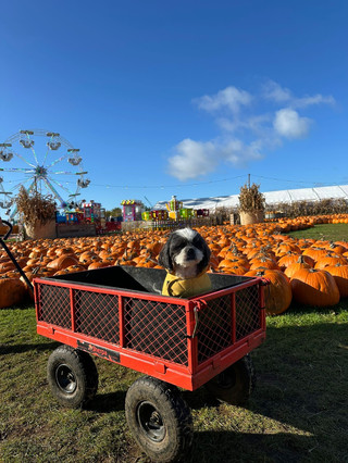 🎃 Autumn vibes have officially arrived at at Dallas Burston Polo Club! 🍂✨