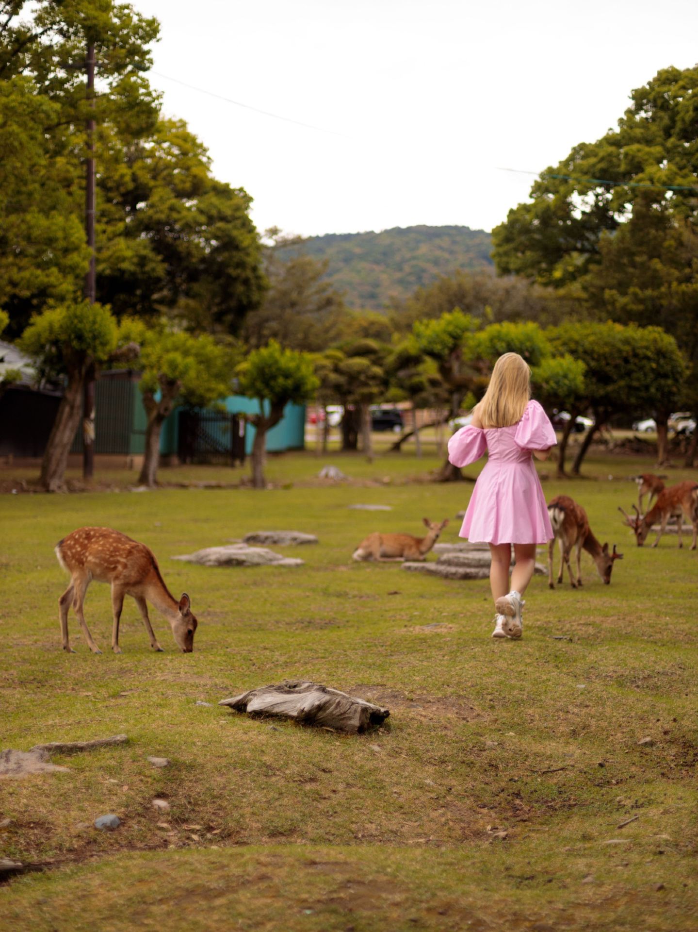 Nara Is More Than a Day Trip! 🦌🍵 My Tips for the Perfect Stay