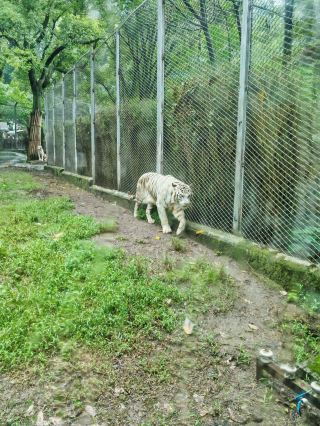 Chongqing Zoo: Panda Encounters and Practical Tips
