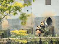 雅安碧峰峽大熊貓繁育基地
