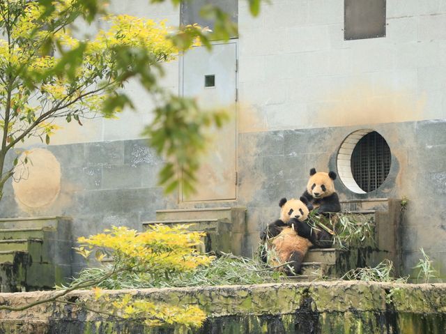 雅安碧峰峽大熊貓繁育基地