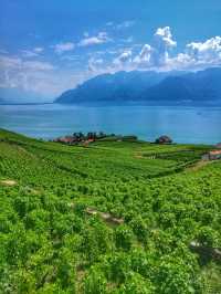 Vineyard