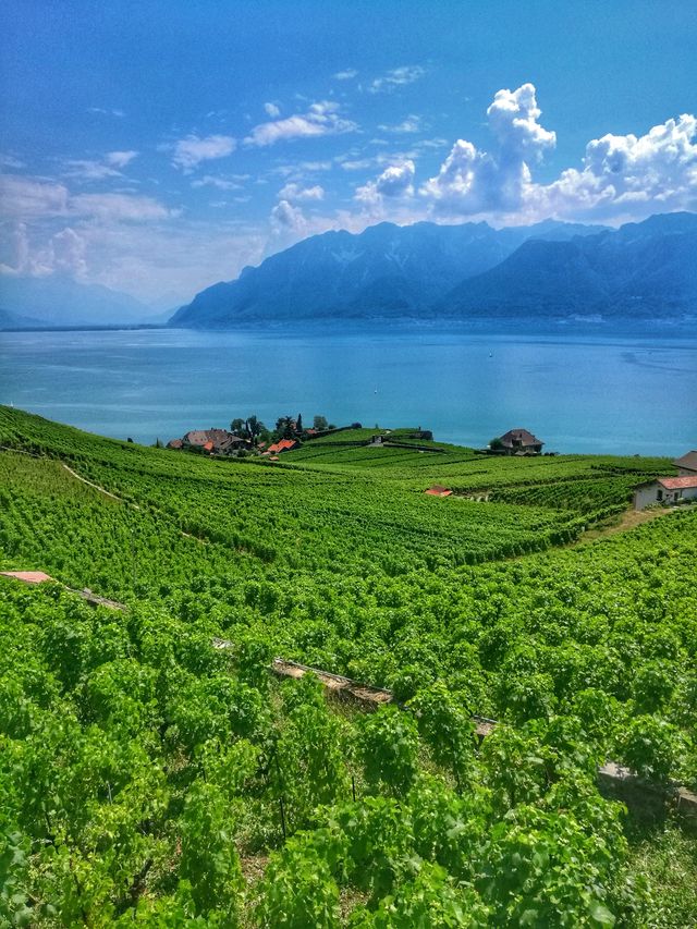 Vineyard