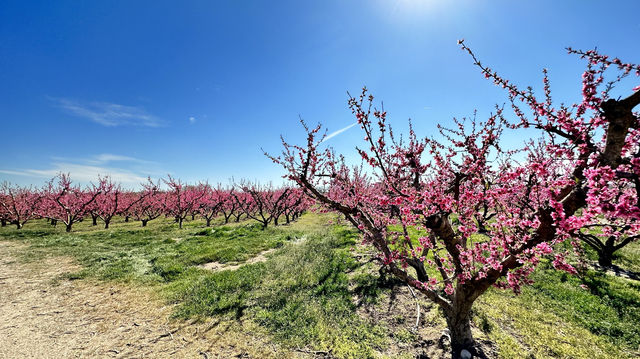 Stroll through Aitona, the flower town of Lleida province in Spain.