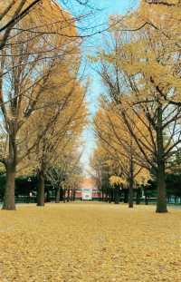 廣東中山公園｜此生難以忘懷的唯美風景