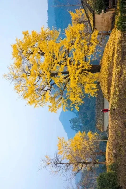 南雄帽子峰銀杏樹森林公園是銀杏觀賞打卡地