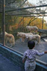 親子好去處溫州景山動物園爬山看動物