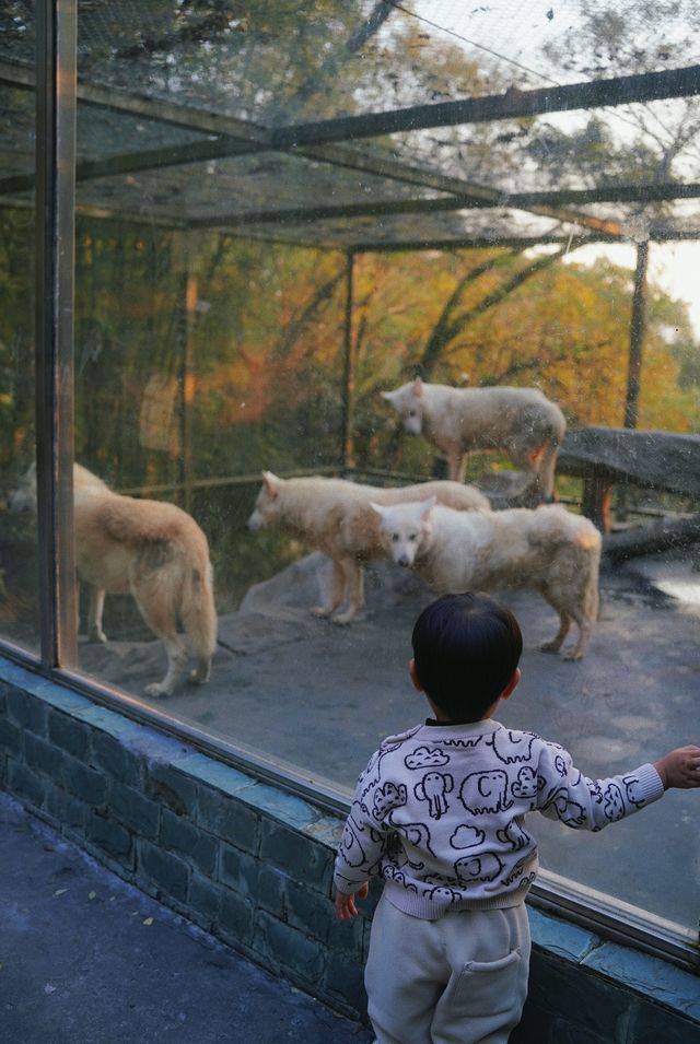 親子好去處溫州景山動物園爬山看動物