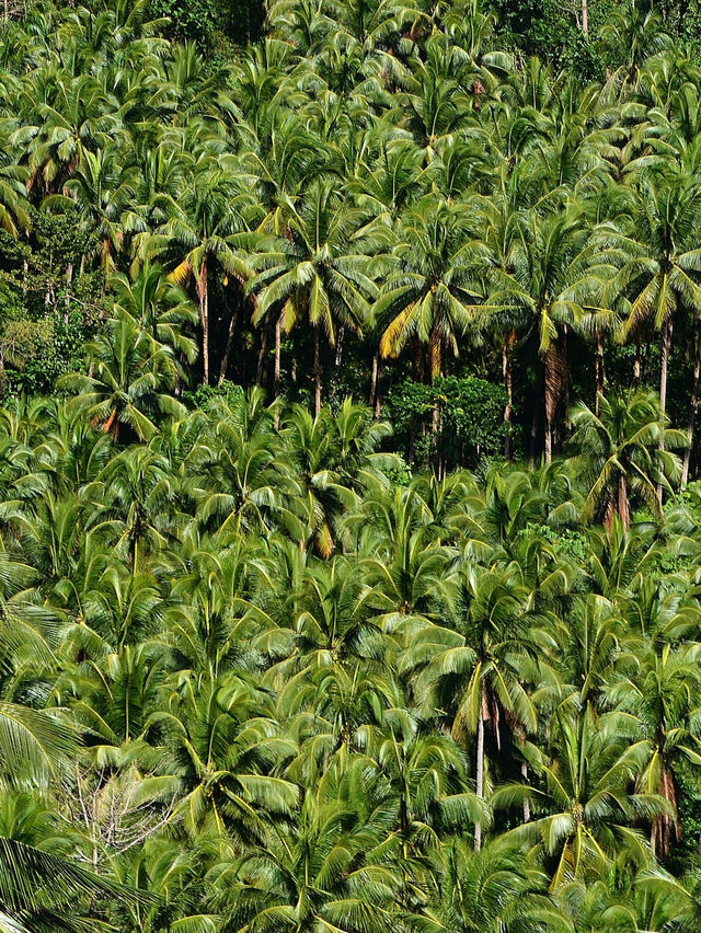 Camiguin's Green Oasis 🌴🌿 Uncovering the Love for My Island Home