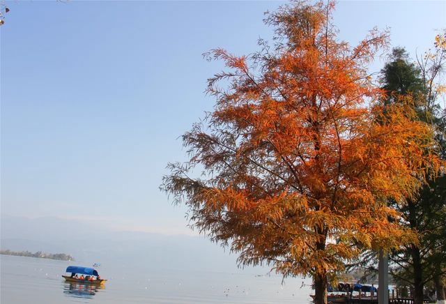 超治癒！快來打卡邛海濕地公園這些高顏值冬日秋景