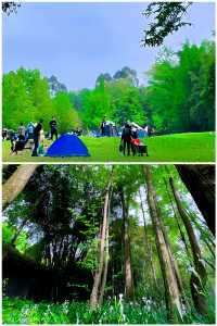 成都|新津·斑竹林樹樹皆秋色