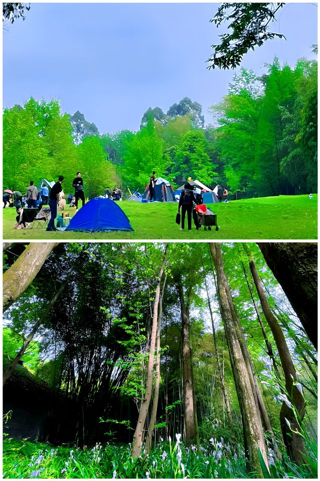成都|新津·斑竹林樹樹皆秋色