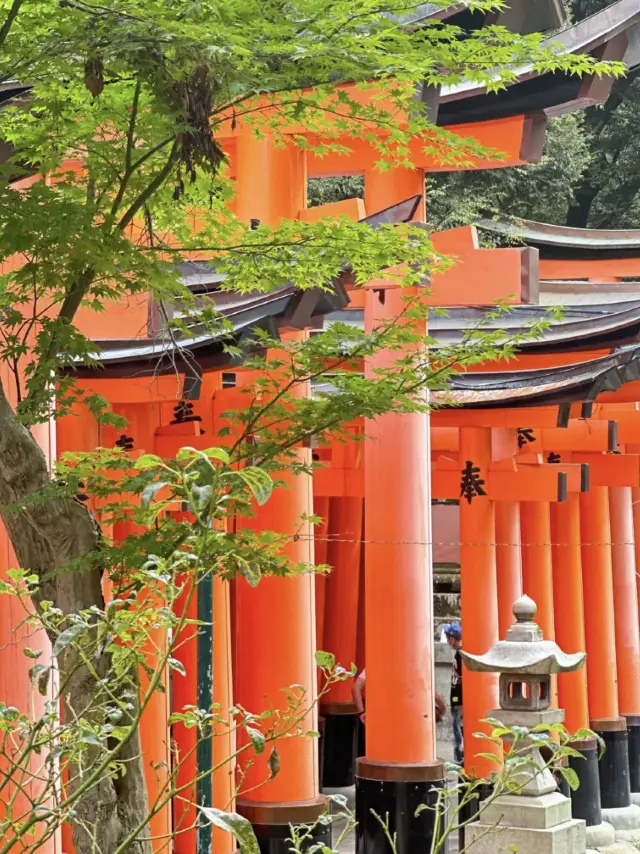 Fushimi Inari | Beautiful both day and night, the Torii gates are incredibly stunning