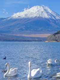 超小眾 富士山下絕美天鵝湖