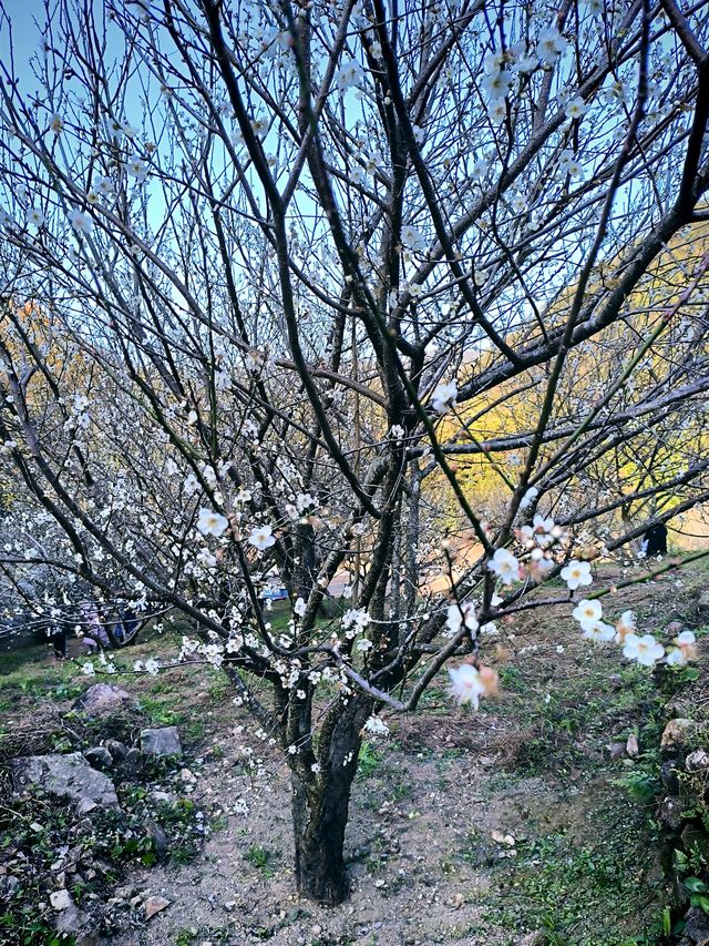 廣州石門國家森林公園賞梅正當時