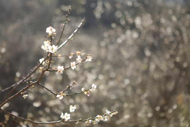 梅花和紅楓都在，才是這裡最美的季節