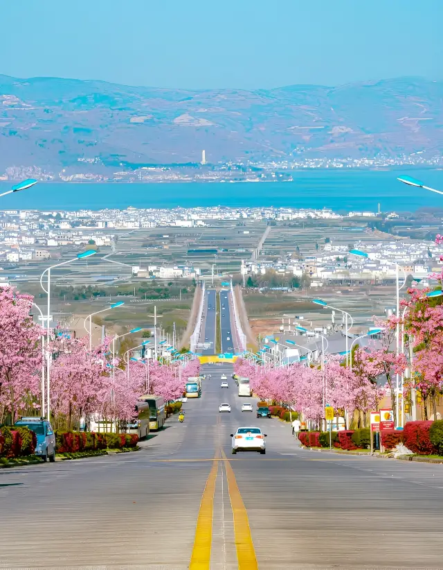 大理で最もおすすめの桜の場所を見てください