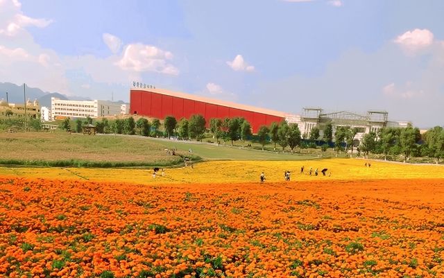 花的海洋，忻城薰衣草莊園！