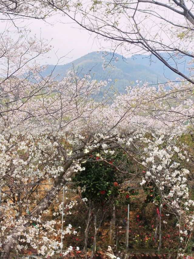 浪漫賞櫻聖地韶關新豐櫻花峪