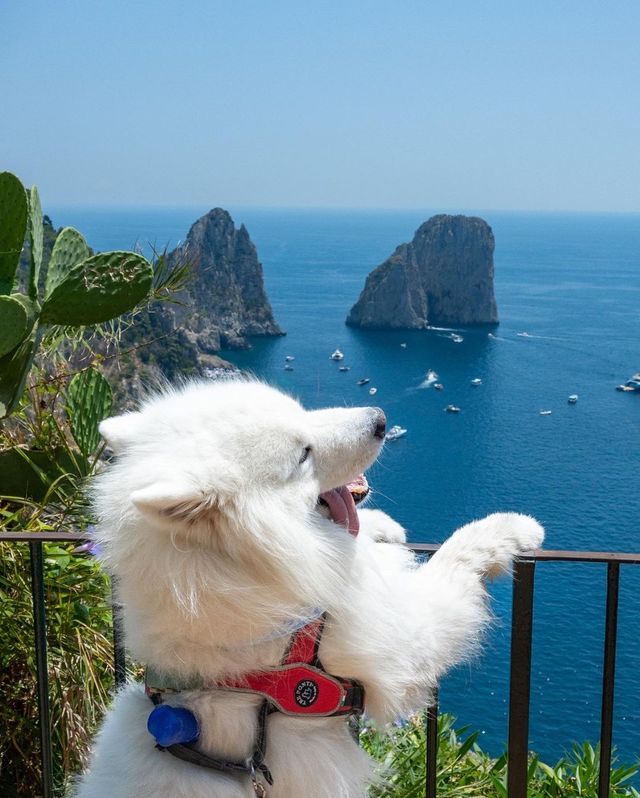 🌊☀️ A polar bear in Capri: The ultimate island adventure! 🌊☀️