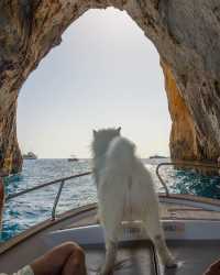 🐻⛵️ Polar Bear on a Boat: A Captivating Adventure in Capri 💛💙