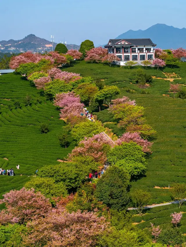 ตาม Ctrip ไปเช็คอินที่สวนซากุระที่สวยที่สุดใน Fujian Yongfu Sakura Garden นี้