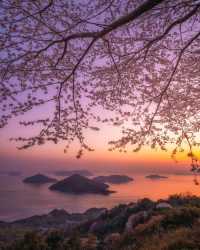 日本櫻花·一個人旅行·重新認識自己的機會