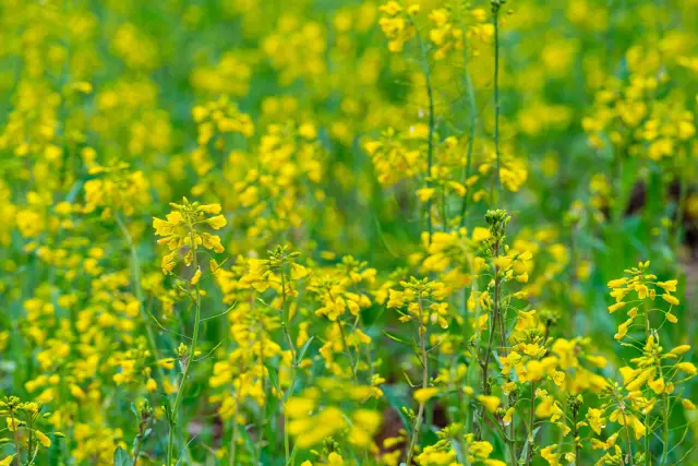 The story's little yellow flowers bloom in the spring of Guilin