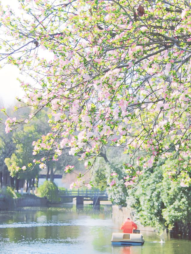 粉紅浪漫：南京莫愁湖公園的海棠花盛宴