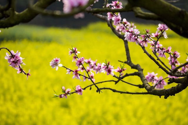 春風送暖兩河口