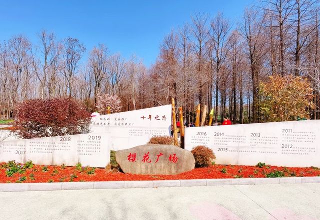 櫻花又來赴約了丨顧村公園