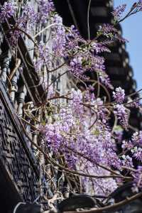 紫藤成瀑，是老門東的限定浪漫