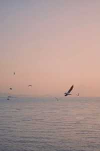 不去昆明和青岛，看海鸥的願望在深圳灣實現啦