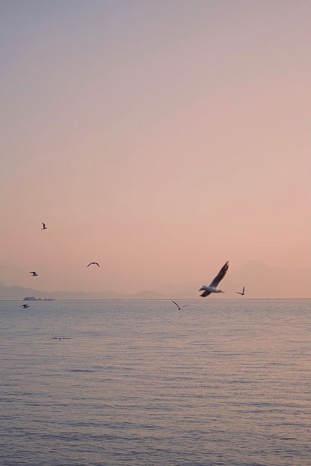 不去昆明和青岛，看海鸥的願望在深圳灣實現啦