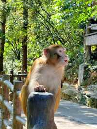 走進張家界國家森林公園，醉了心，養了眼！