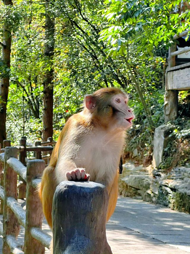 走進張家界國家森林公園，醉了心，養了眼！