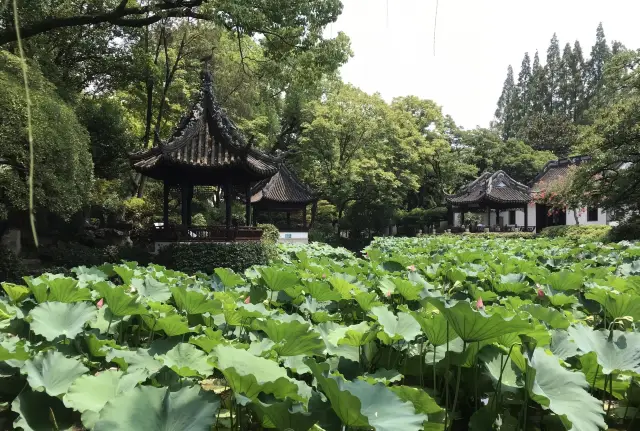 A Summer Tour to Qu Shui Garden