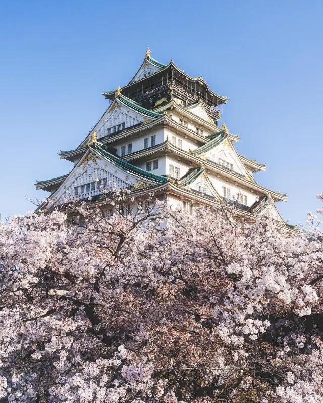 城と桜🌸