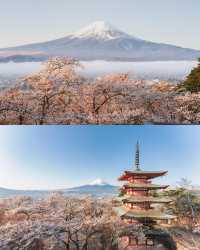 日本を代表する景色、新倉山浅間公園の桜