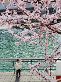 北京賞花地圖｜別再擠十里堡了 這裡的山桃花更美