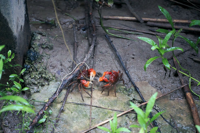 帶著娃去崇明看螃蟹吧 | 西沙濕地公園