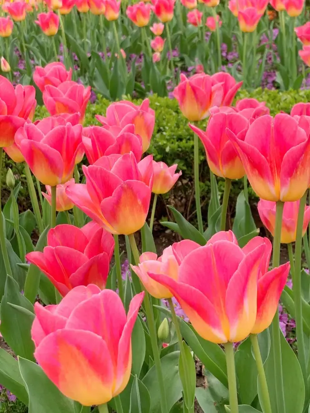 Urban Park Guide, the tulips in Xiangyang Park are in full bloom