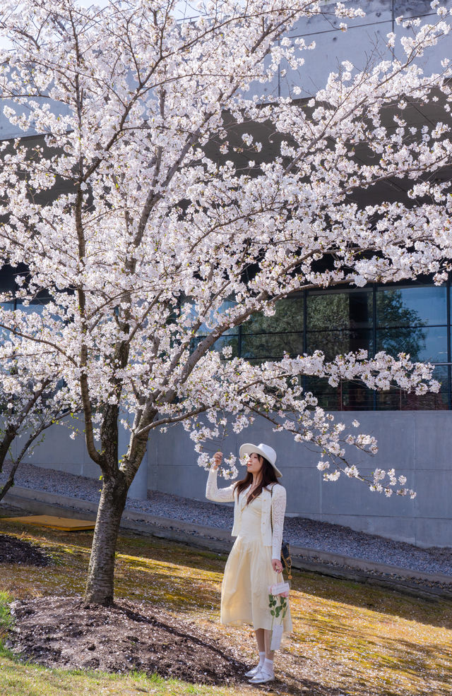 這個週末,包下一整片染井吉野櫻花林的快樂 這個週末,包下一整片染井吉野櫻花林的快樂