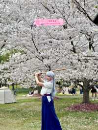 Sakuras making Gucun Park feel like a movie🌸