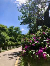 銀湖山郊野公園