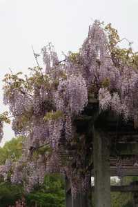 寶藏賞花地🪐我可太愛「花圃」了